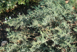 Juniperus sabina 'Rockery Gem' RCP1-09 42.jpg